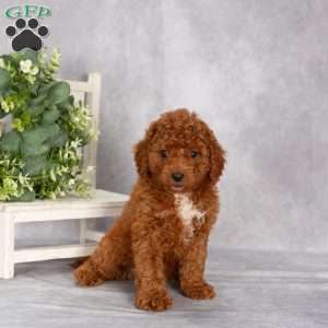 Tricia F1B, Cavapoo Puppy